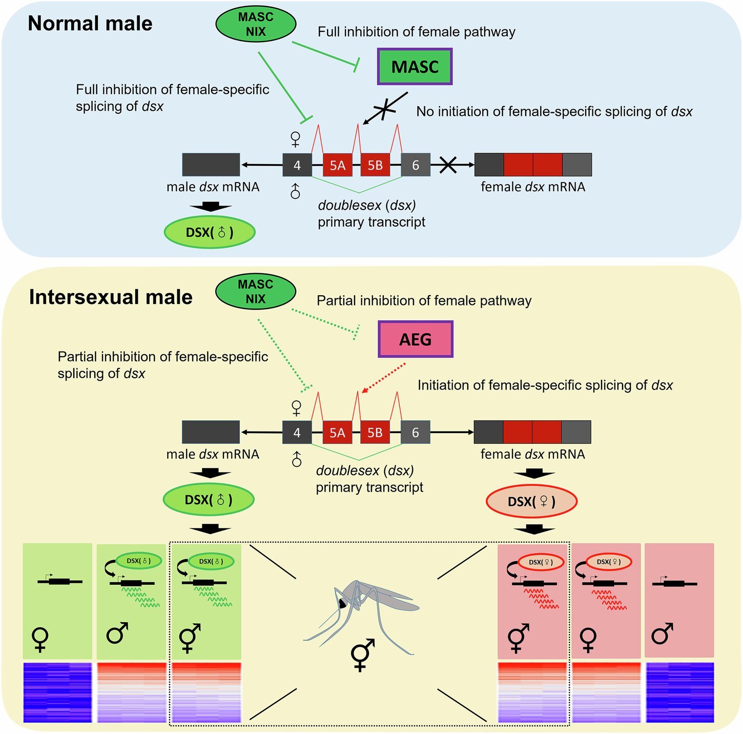 Genetic breeding offers new method for mosquito population control