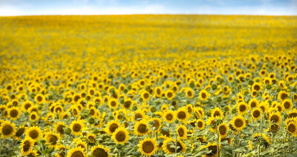 North Dakota’s Sunflower Trail Will Brighten Up Your Summer