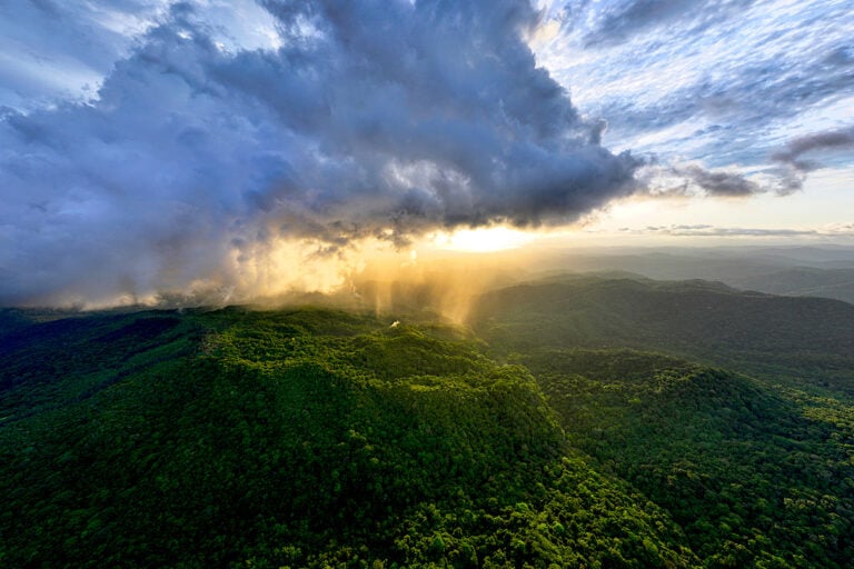 Cutting forests for solar energy 'misses the plot' on climate action