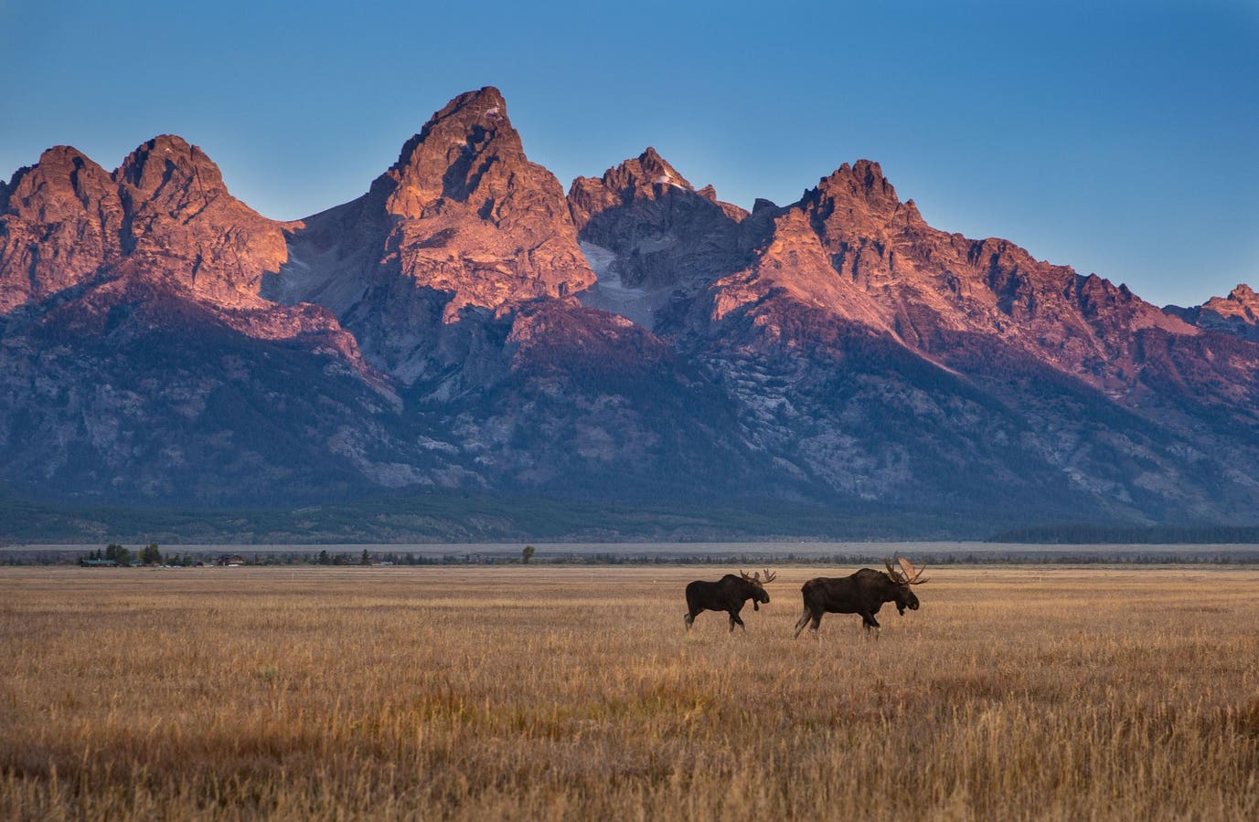 Seeking Summer Solace Atop America’s Serengeti