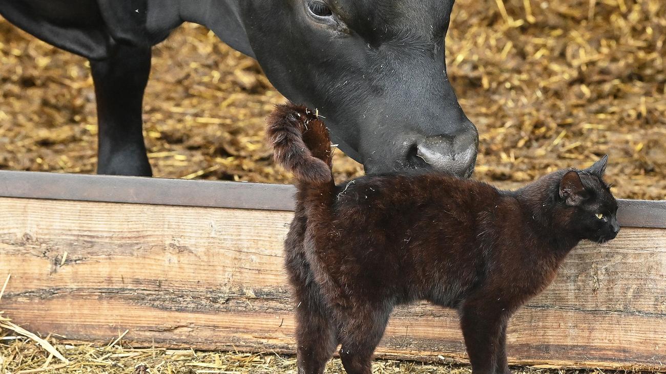 Vogelgrippe: Studie: Vogelgrippevirus springt von Kuh auf Katze