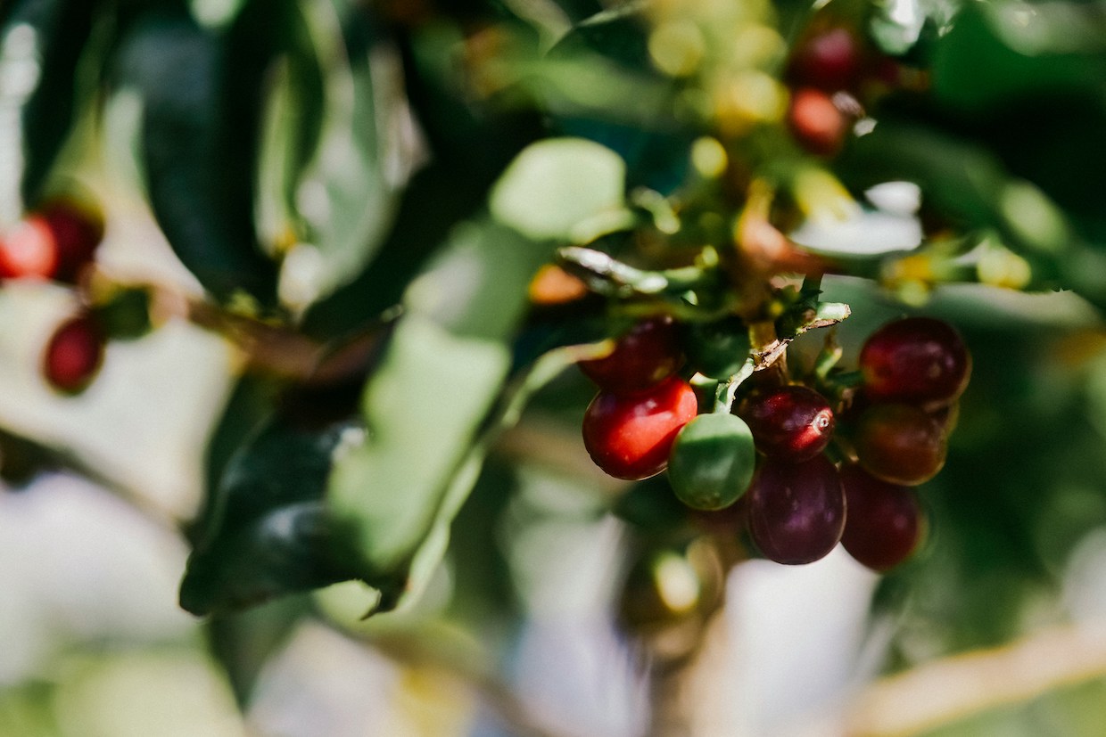 How the Genome Diversity of Major Crops Tells the Story of Their Evolution