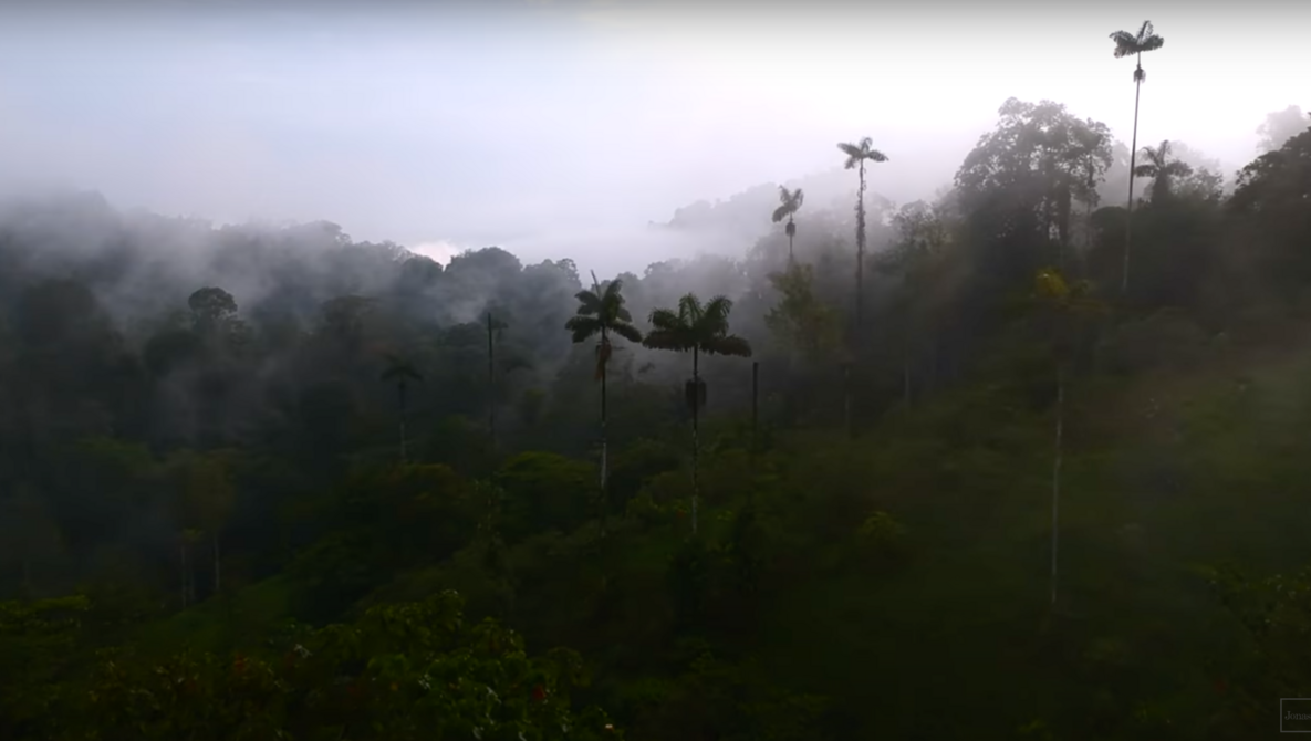 Conservation Photography in the Rainforest: A Must-See Documentary