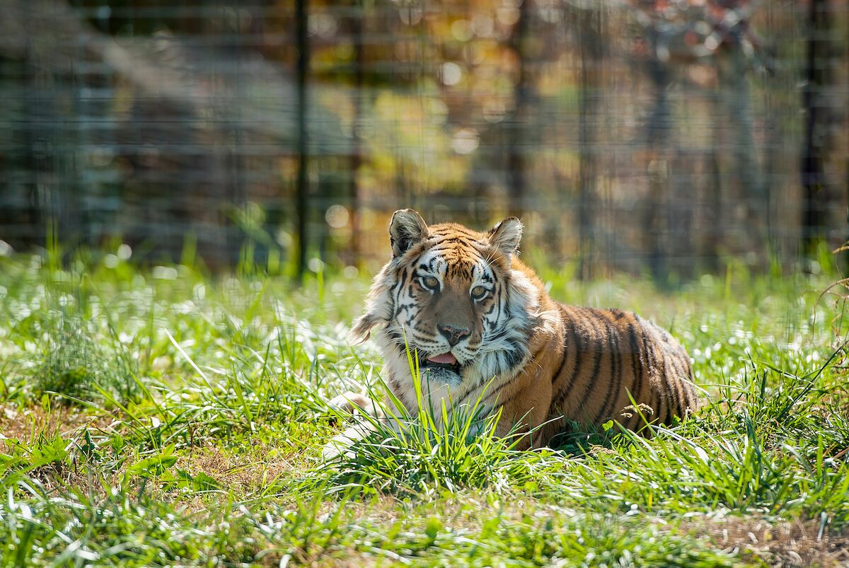 Glamp With Tigers at This Wildlife Refuge in the Ozarks