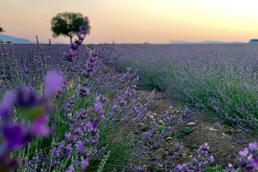 Cómo un mercado en expansión creó una de las maravillas naturales de España: cinco sitios donde ver la lavanda en flor