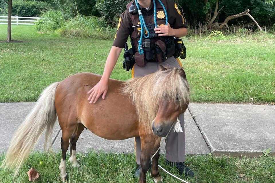 Playful pony found prancing down Delaware road