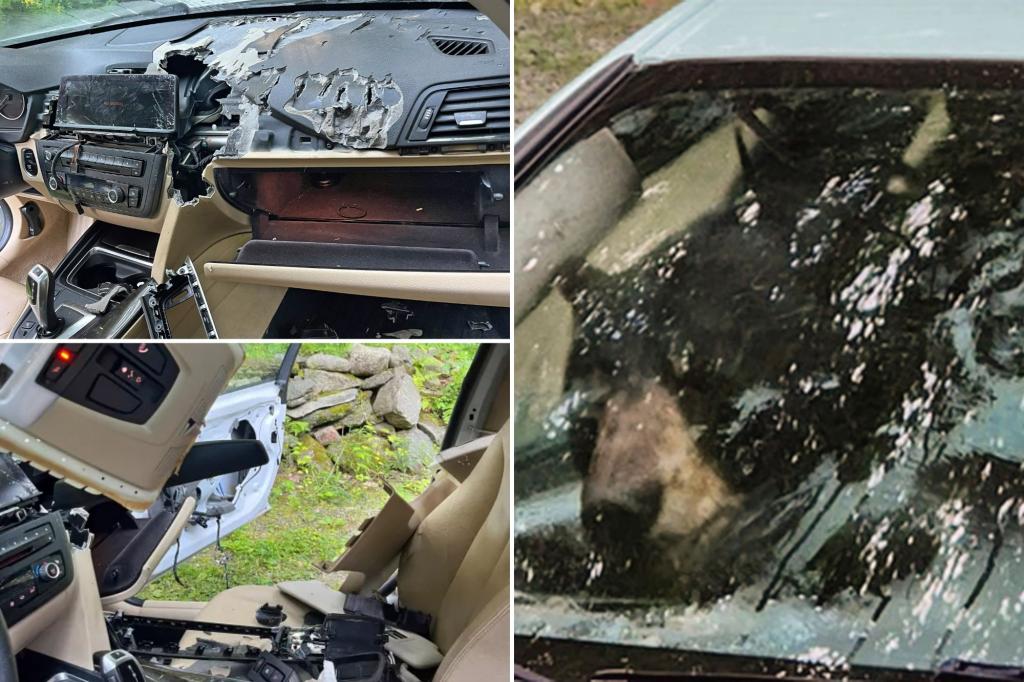 Wild black bear, cub trapped in car shred vehicle to pieces