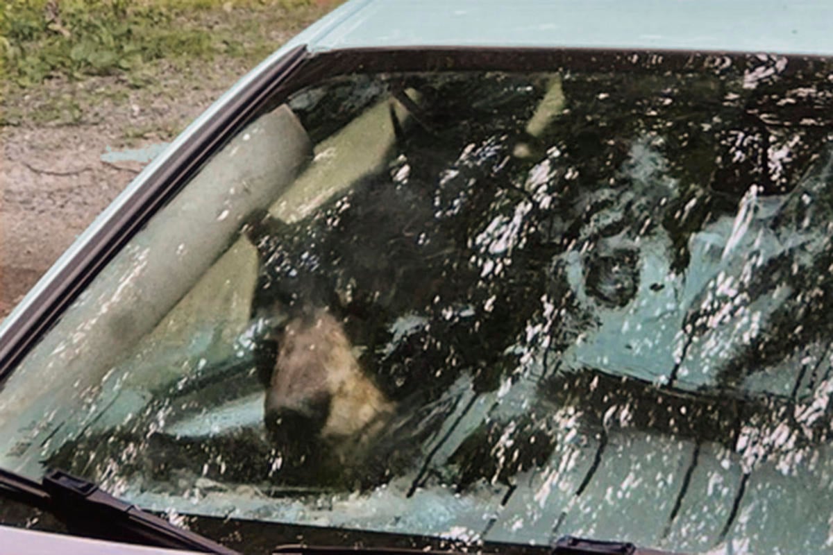 Black bear and cub destroy car in Connecticut after getting trapped inside