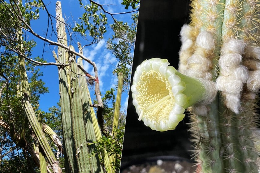 Una especie de cactus ha desaparecido en EEUU. Por primera vez, el principal sospechoso es el aumento del nivel del mar