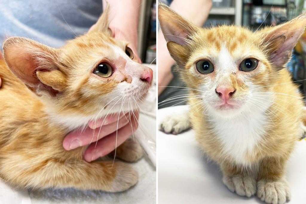 Tennessee kitten named Audio has 4 ears due to 'extremely rare genetic mutation'