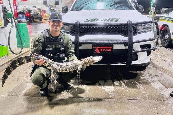 Mystery alligator found wandering on North Carolina road