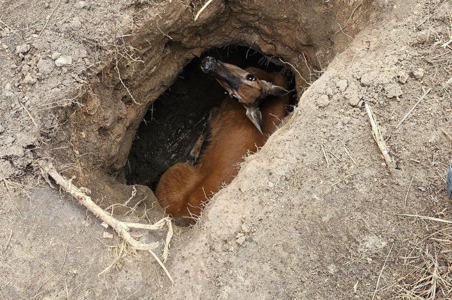 Firefighters hoist deer out of hole on Wisconsin college campus