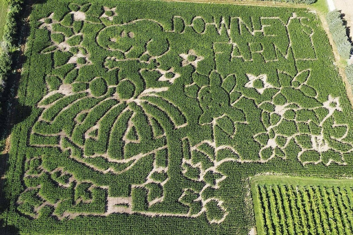 Farmers honor ‘Peanuts’ creator with corn mazes across U.S. and in Canada