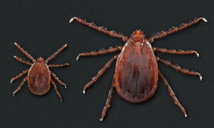 Asian longhorned tick found, says Okla. Dept. of Agriculture