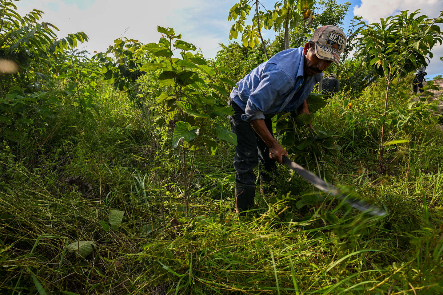 Lutte contre la déforestation : les concessions forestières mayas au Guatemala, un modèle à suivre