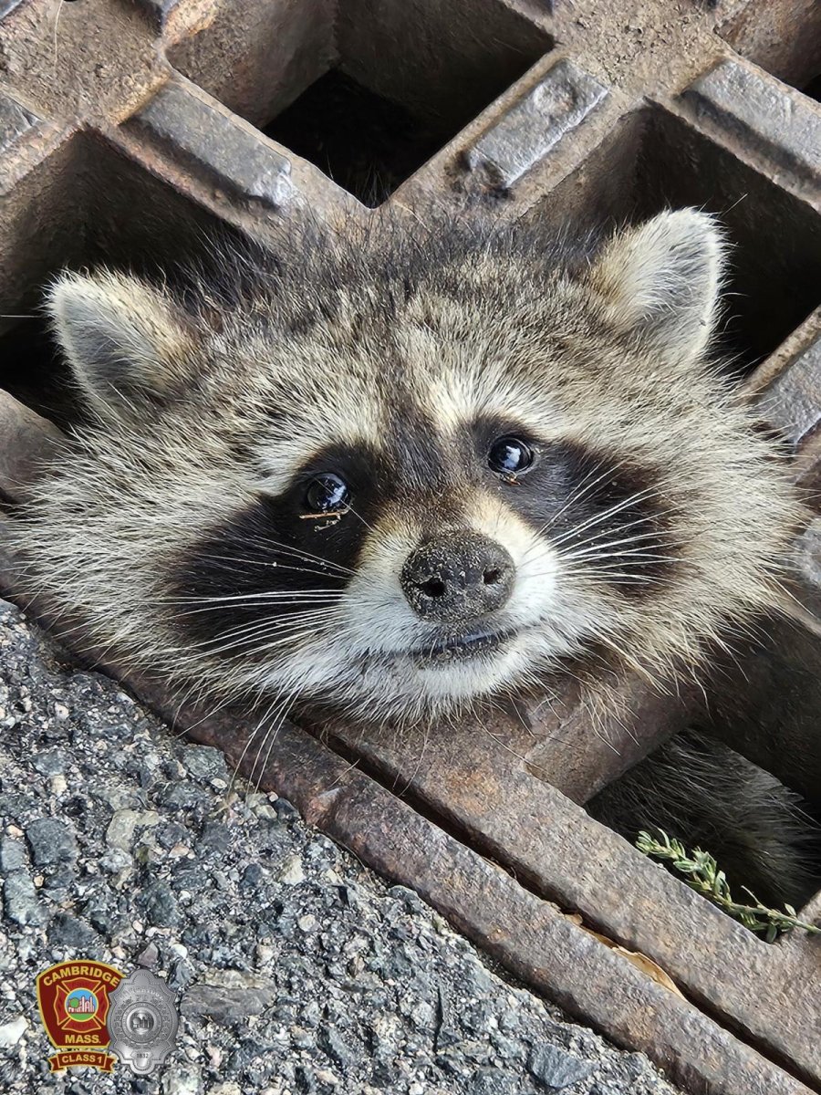 Firefighters rescue raccoon stuck in storm drain grate