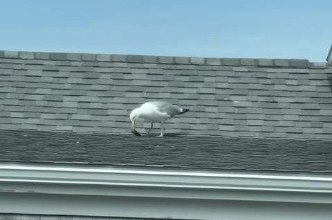 Thieving seagull snatches man's wallet in grocery store parking lot