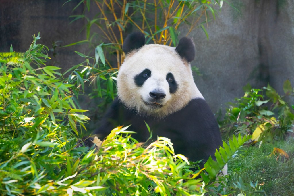 Giant pandas return to California for the first time since 2019