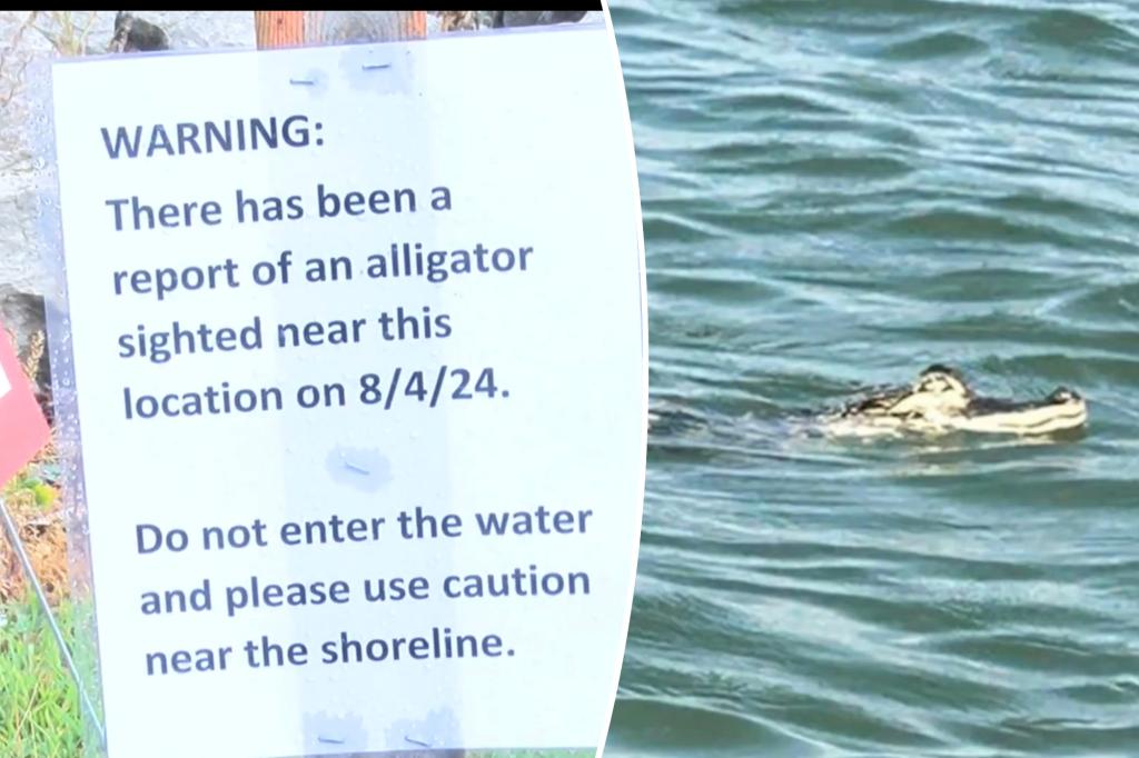 Alligator spotted swimming in Lake Erie off Pennsylvania shore