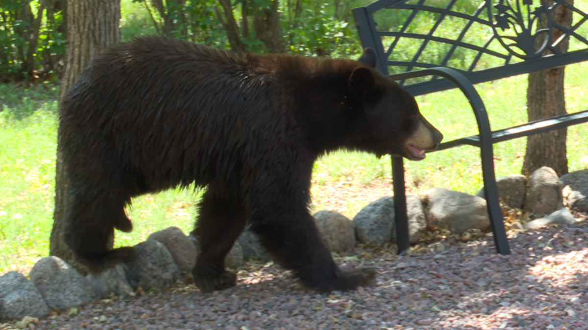 String of bear break-ins in El Paso County