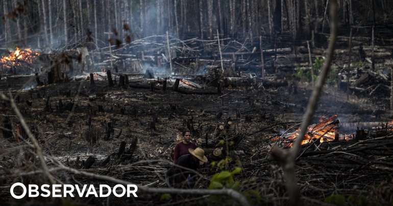 Desflorestação na Amazónia brasileira volta a subir após 15 meses de diminuição