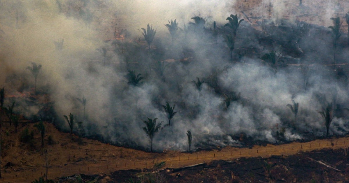 Deforestation in Brazil’s Amazon rainforest down to lowest level since 2016, government says