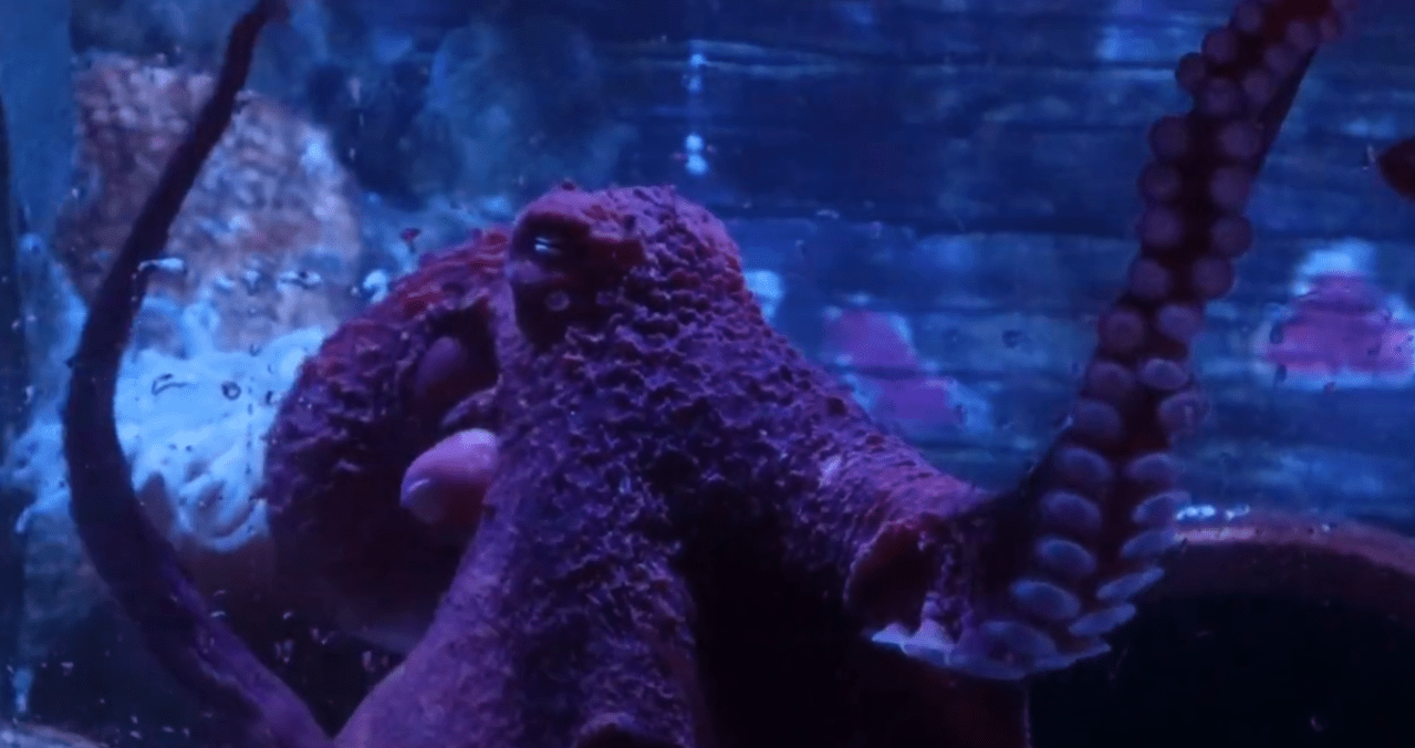 SEA LIFE Kansas City has new octopus, help pick it's name