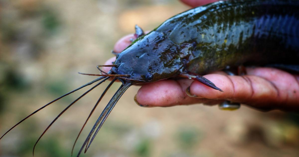 Mucus-covered walking catfish are army-crawling on Florida roads after Hurricane Debby. What to know about the species.