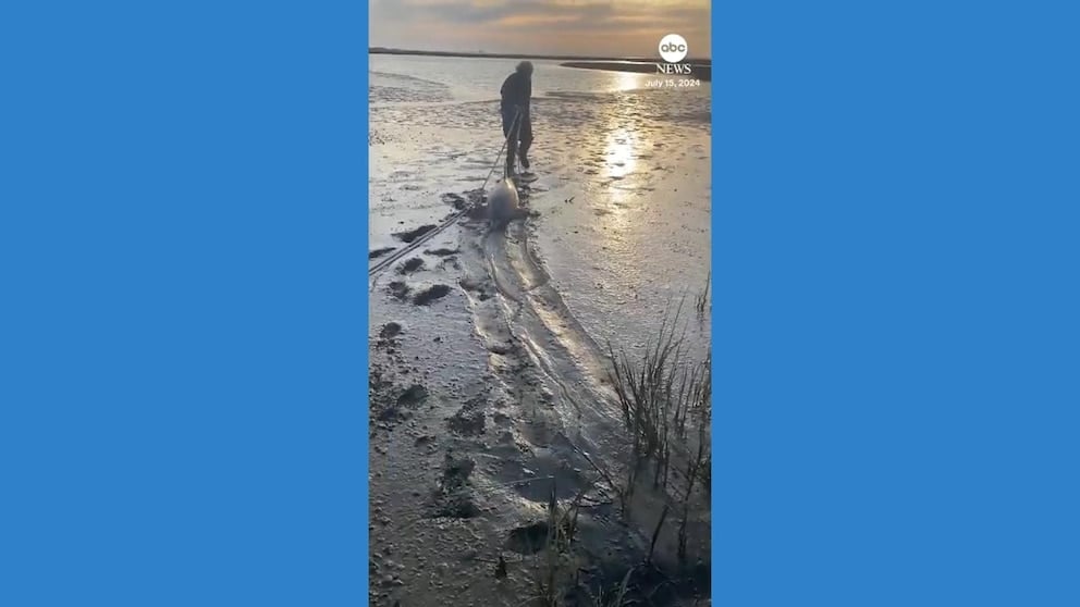 WATCH: Man rescues stranded dolphins on Argentina beach