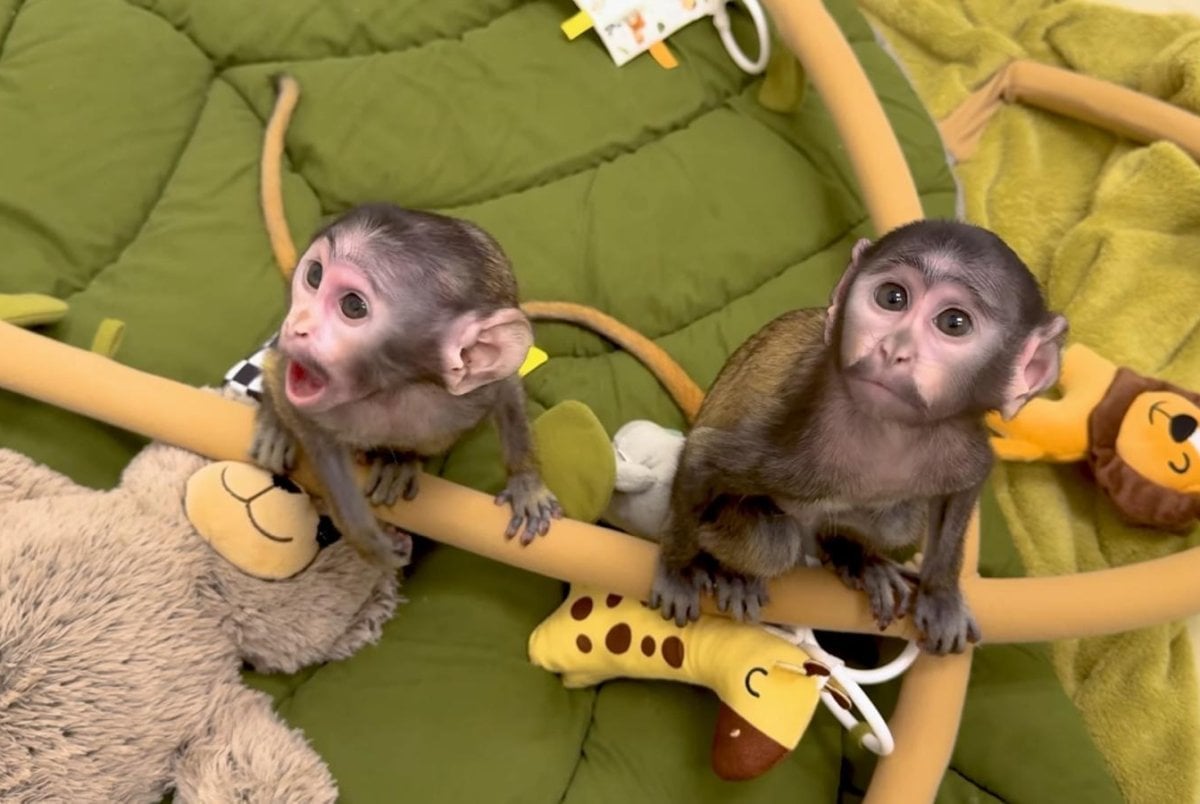 Two newborn patas monkeys being hand-raised at New York zoo