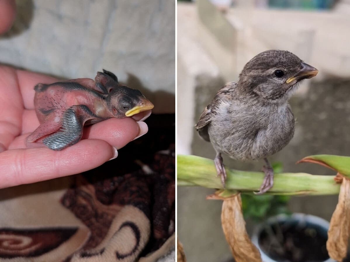 'He's Our Bird': Manhattan Sparrow Stranded After Derecho A Fighter