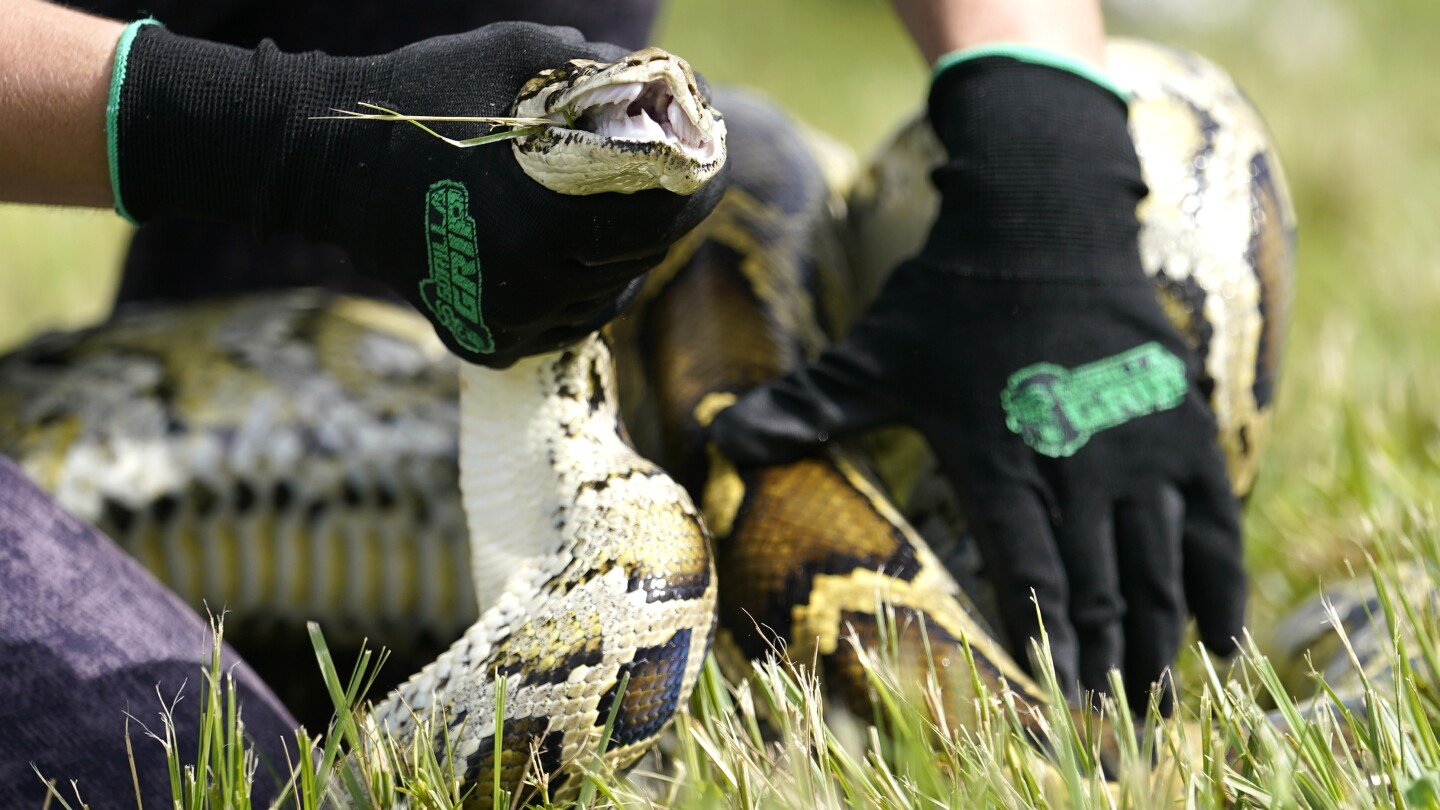 Florida Python Challenge: Snake hunters will wrangle invasive Burmese pythons