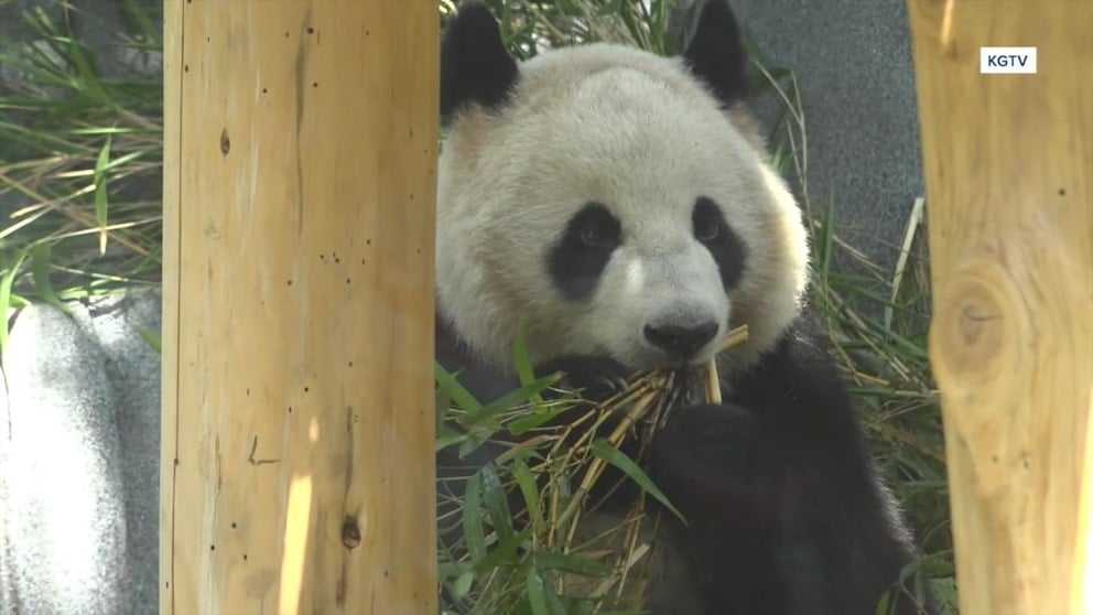 WATCH: Pandas make debut at San Diego Zoo