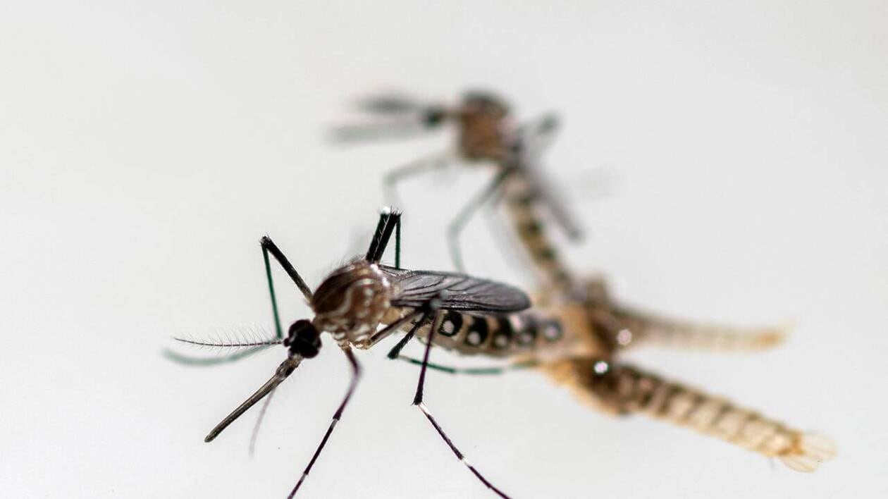 Plus de 3 000 cas de dengue ont été recensés en métropole depuis le début de l’année