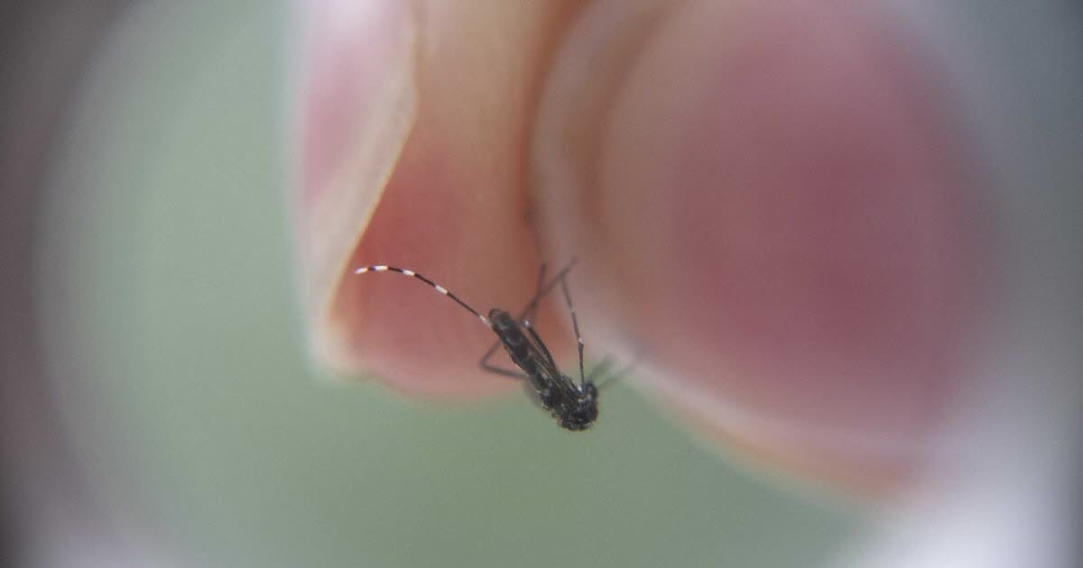 Santé. Plus de 3 000 cas de dengue en métropole depuis le début de l'année