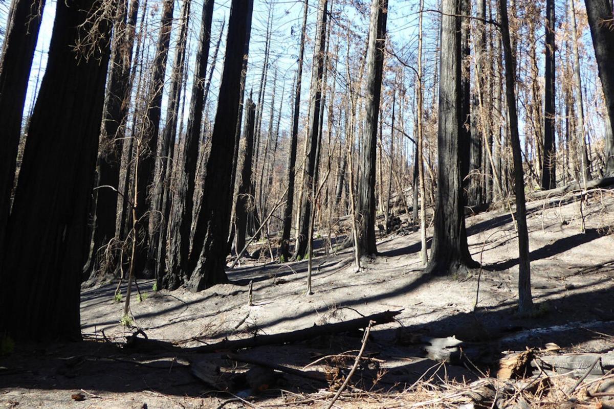 Researchers share 'remarkable' before-and-after photos of iconic forest regrowth following devastating wildfires: 'I almost didn't recognize it'