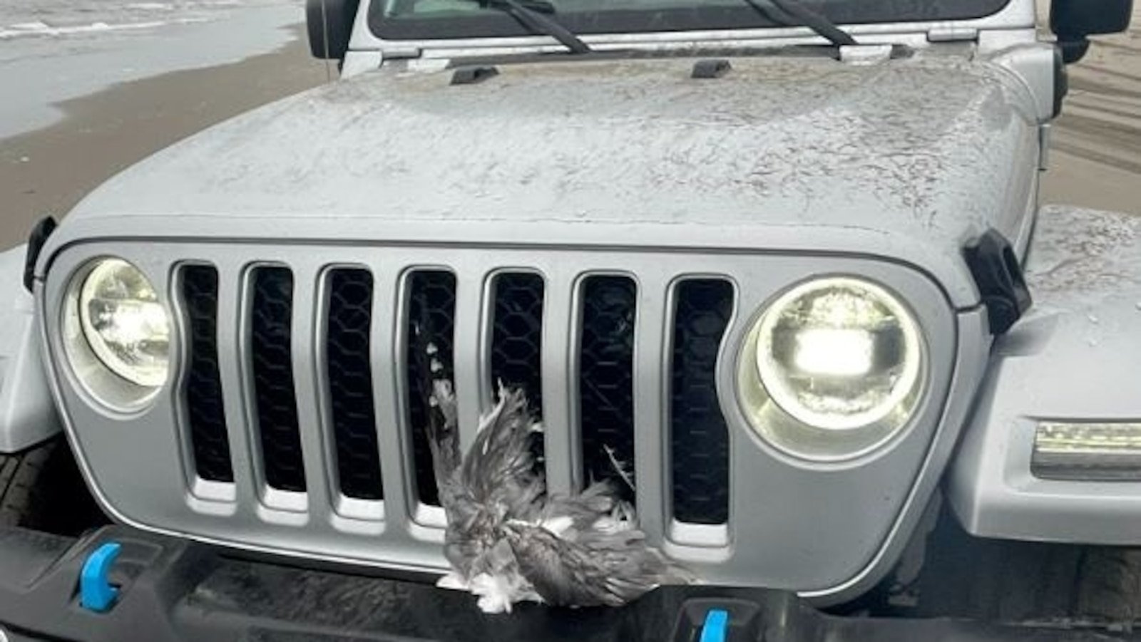 Man 'intentionally' runs over flock of 25 seagulls with his jeep at the beach: Police