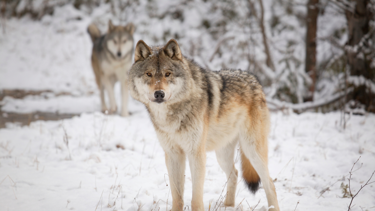 Colorado Parks and Wildlife waited weeks to tell public it lost its source for wolves