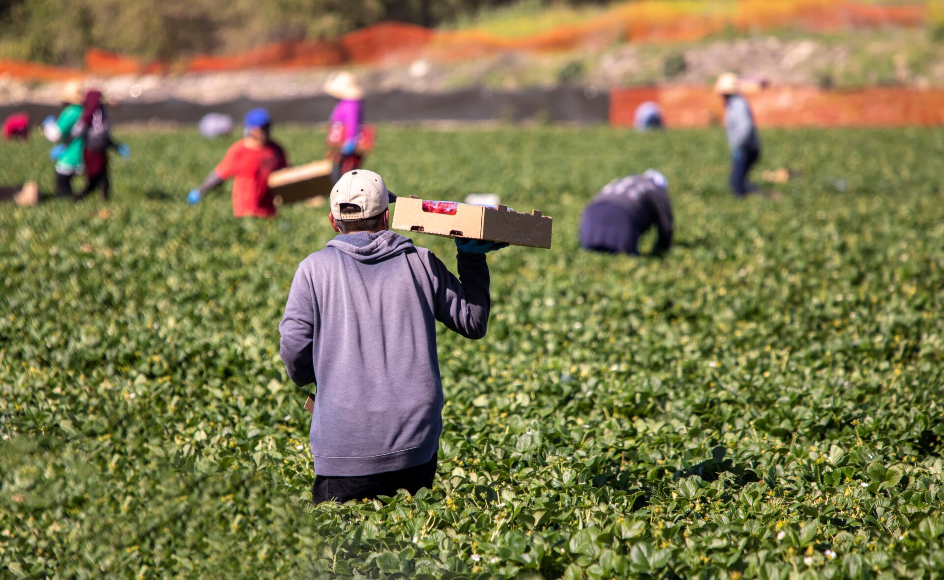 The Workers Who Feed America Are Going Hungry