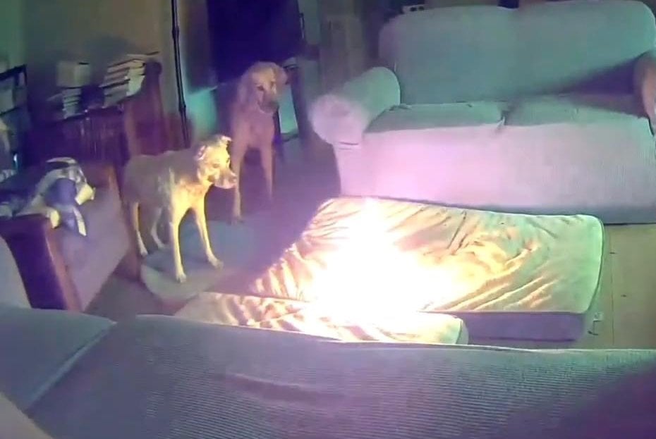 Oklahoma dog starts house fire by chewing on battery