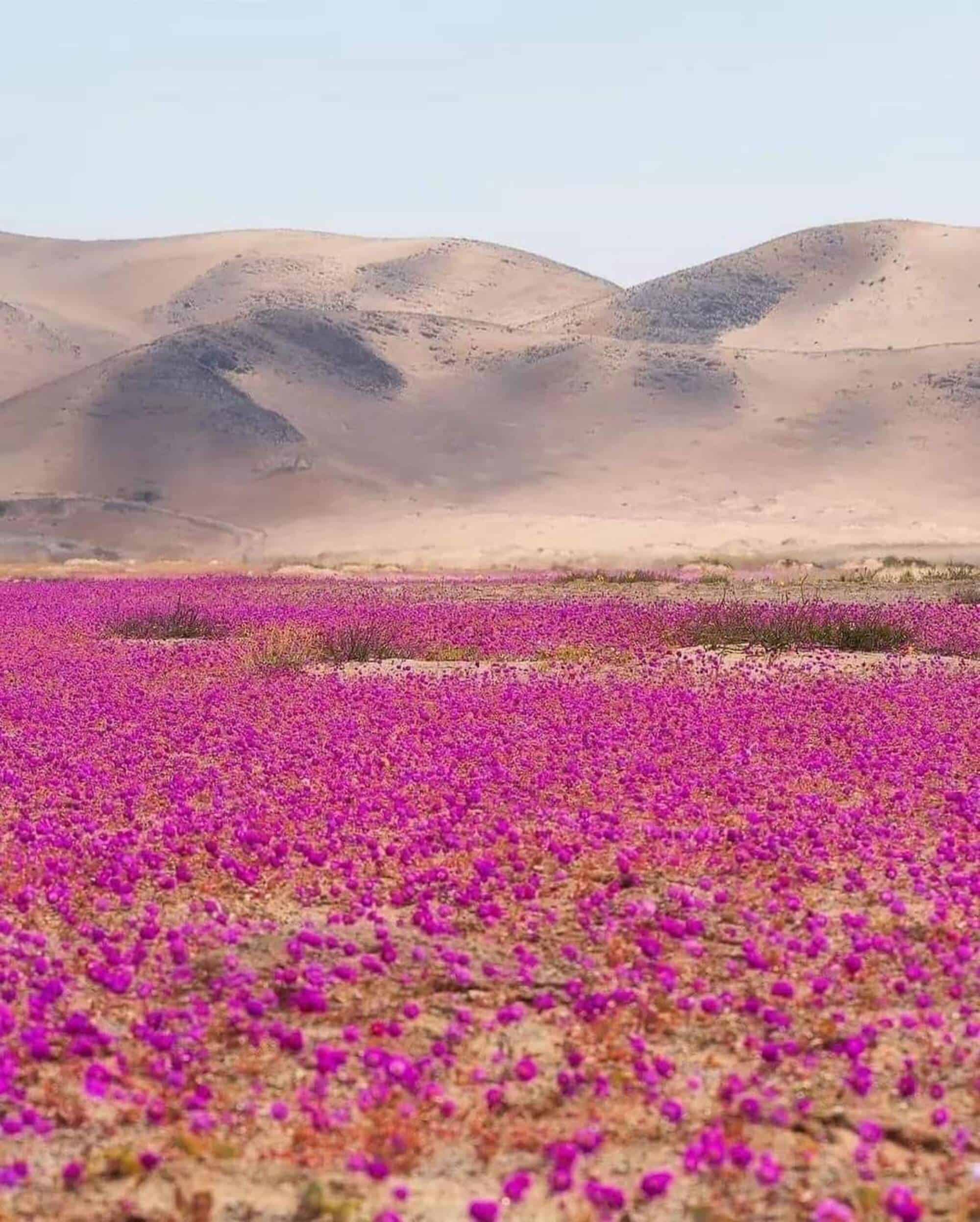 Deserto do Atacama está roxo – entenda como isso aconteceu