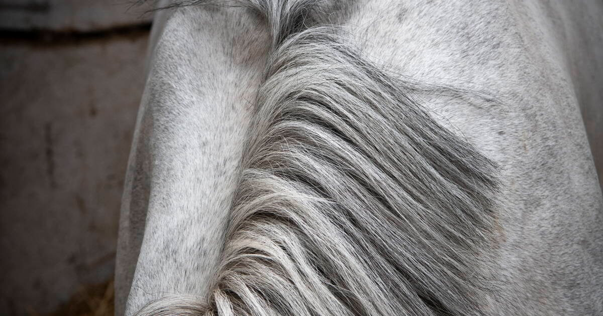 EN IMAGES - Les grooms, un métier olympique au service du cheval