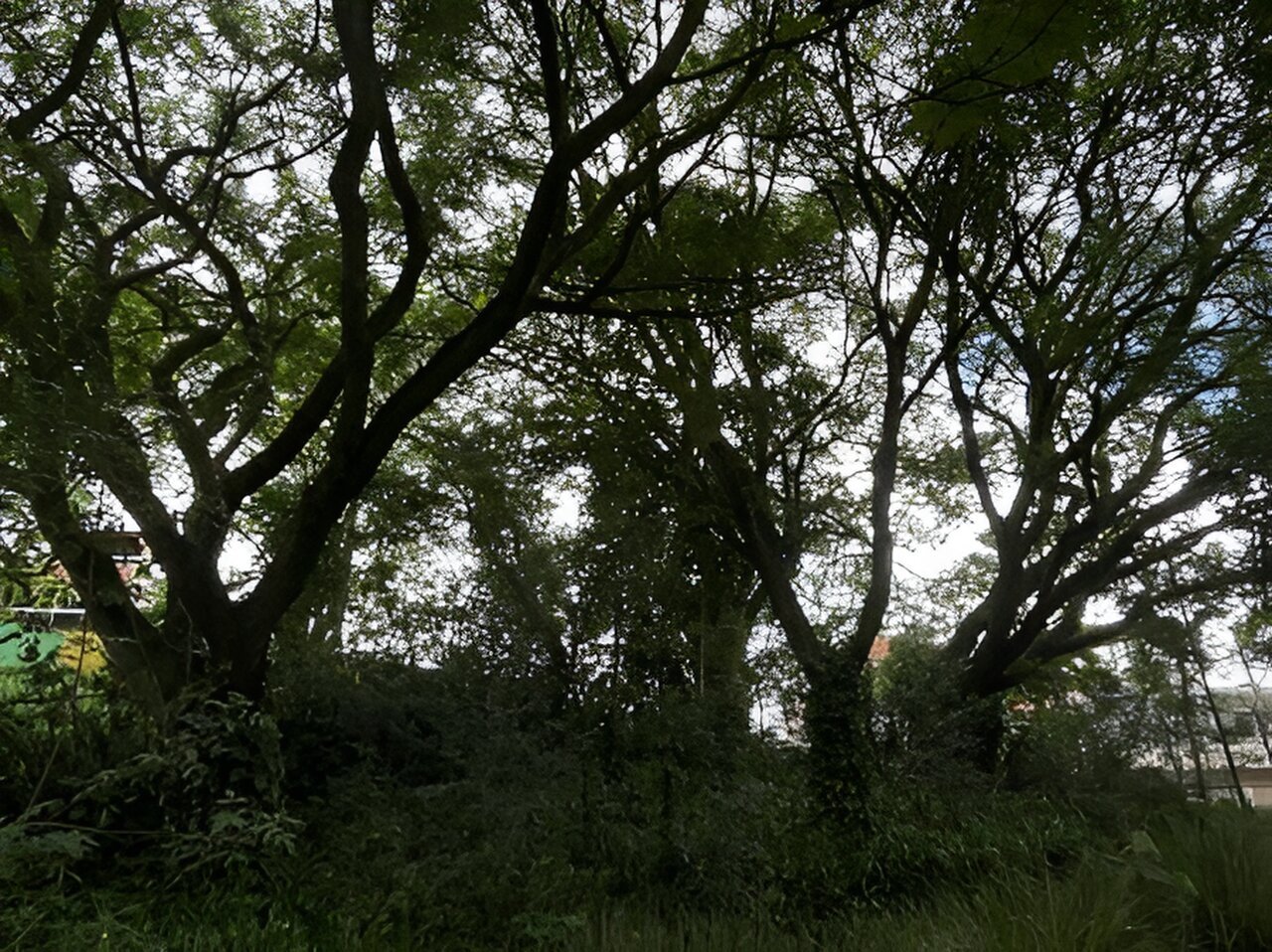 Common tree in São Paulo (Brazil) tolerates extreme drought and can help mitigate adverse effects of climate change