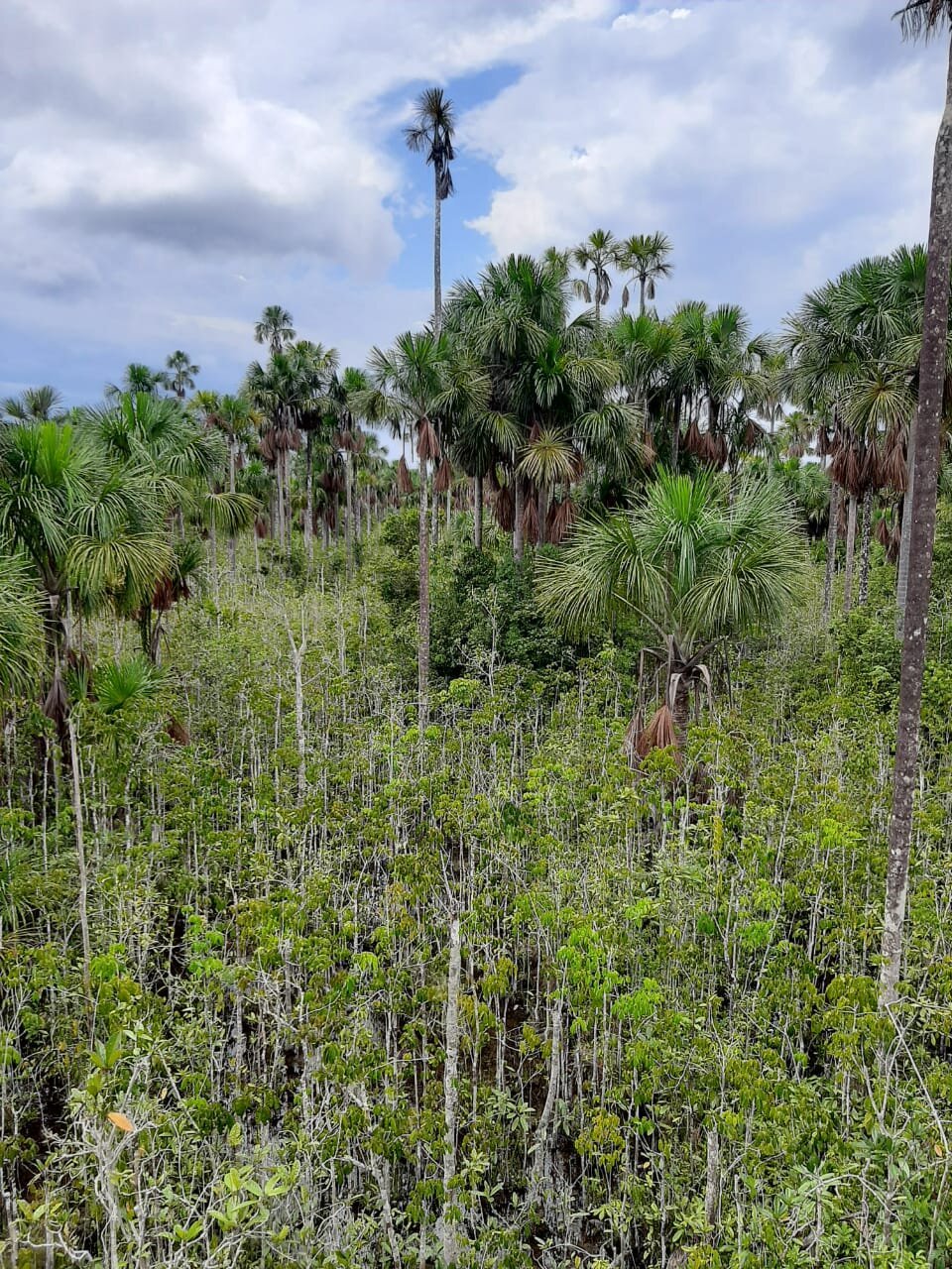 New data-driven map reveals extensive peatlands in Amazon Basin