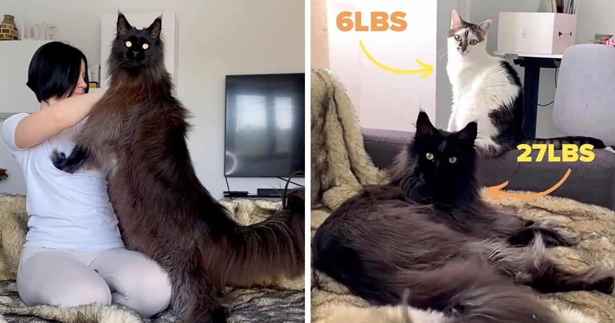 Woman Who Has Always Dreamt About Having A Big Cat Gets A Giant Maine Coon That Is Almost As Big As She Is (Video)