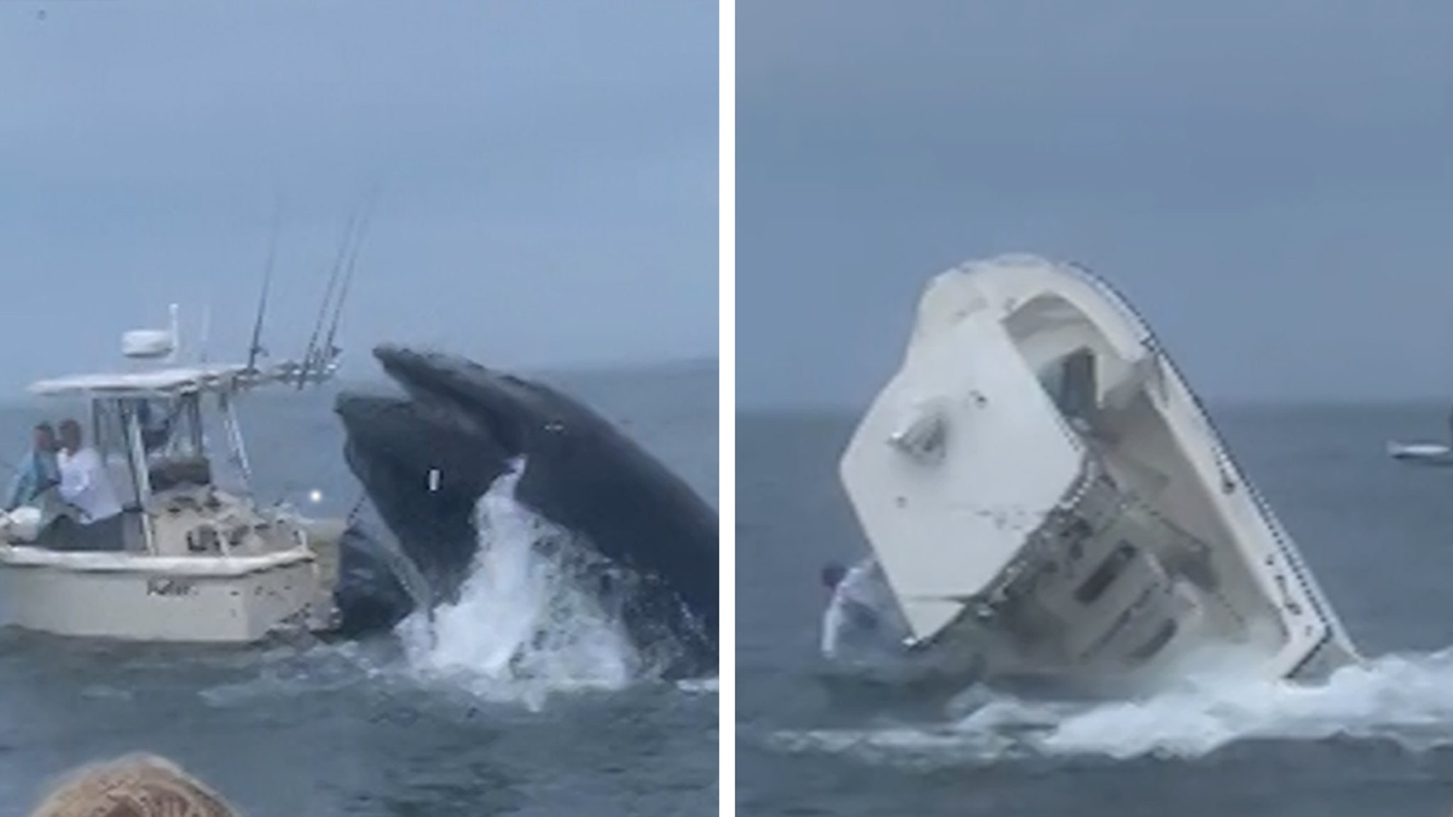 Whale Breaches Off New Hampshire, Capsizes Boat on Video