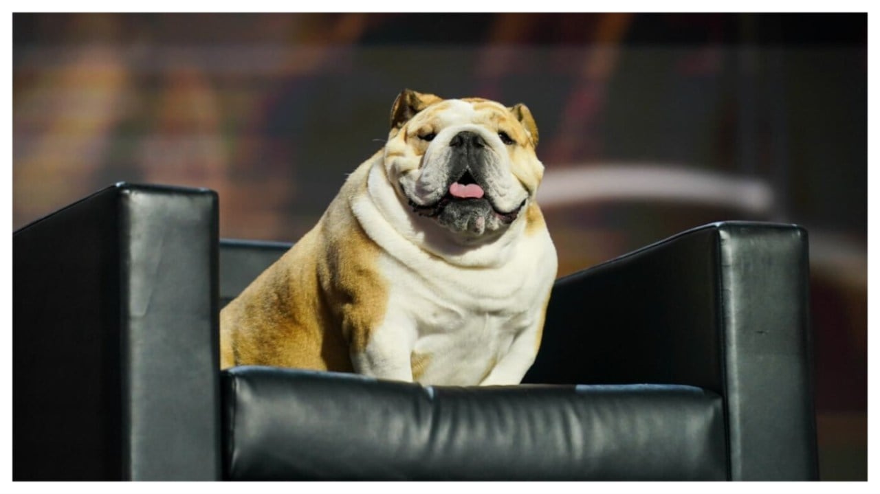 West Virginia Gov. Jim Justice appears on RNC stage with pet bulldog 'Babydog'