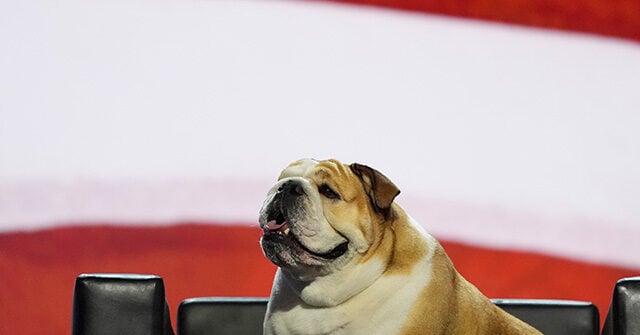 Babydog joins West Virginia Gov. Jim Justice on stage at Republican National Convention