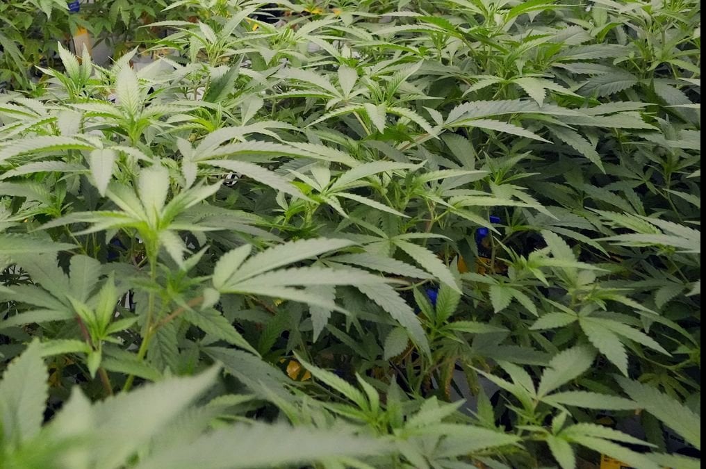 North Dakota voters to decide on legalizing recreational marijuana