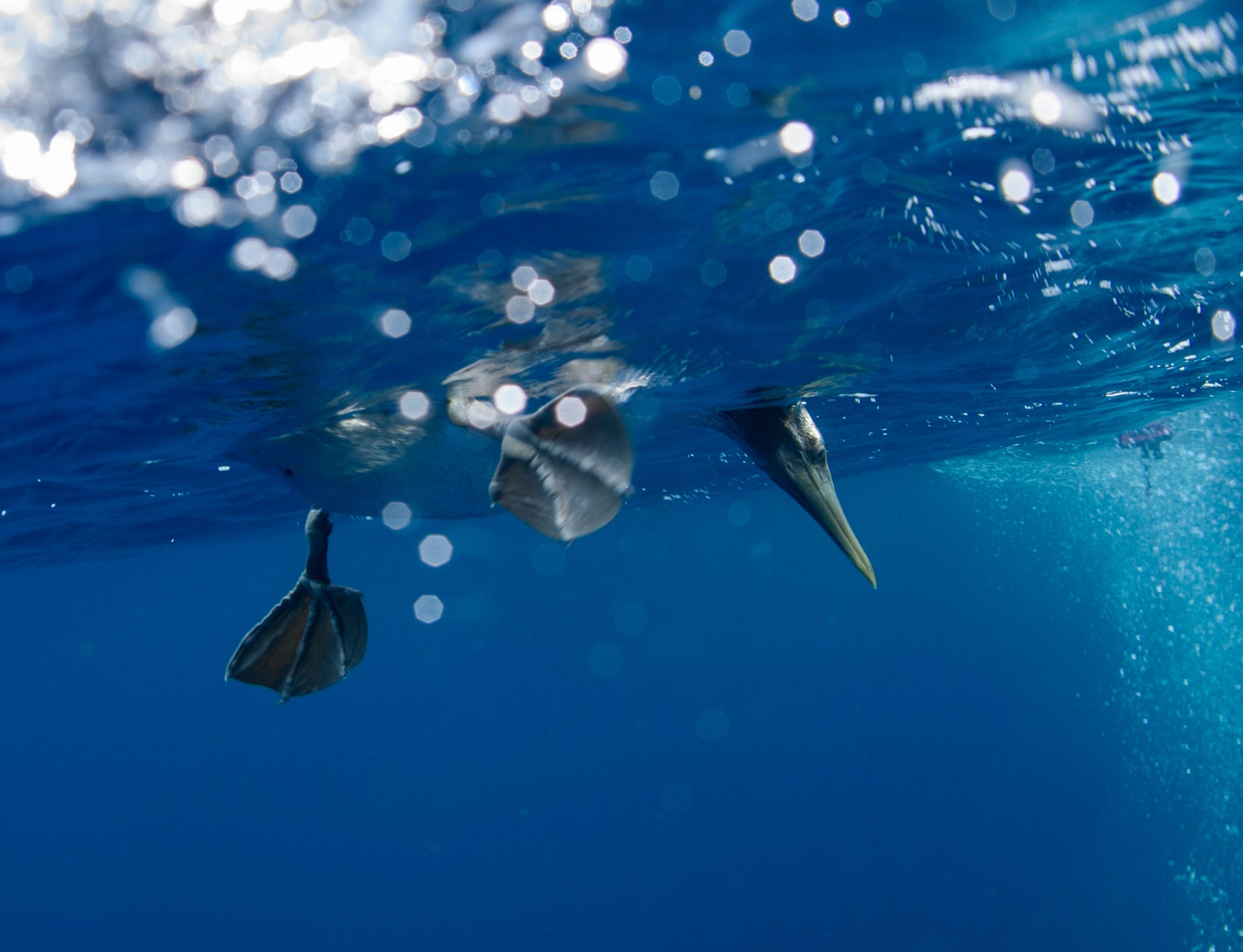 The Galapagos Islands and many of their unique creatures are at risk from warming waters